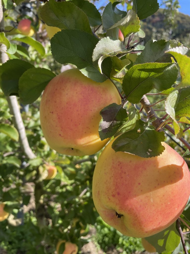 お待たせしました🍏ぐんま名月8日から販売開始です！期間限定あま